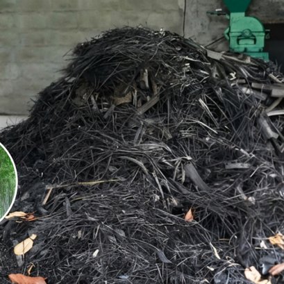 ไผ่ แหล่งผลิตเชื้อเพลิงชั้นดี ใช้ทดแทนก๊าซ LPG ลดรายจ่าย ลดการนำเข้าพลังงาน