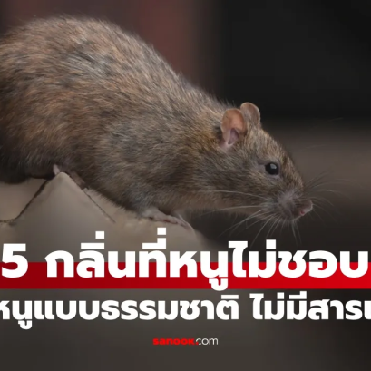 ใบไม้ที่ "หนู" ไม่ชอบ เคล็ดลับไล่หนูด้วยกลิ่นธรรมชาติ ไม่ต้องฆ่าสัตว์ตัดชีวิต