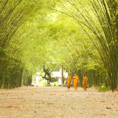 ไม่ตกเทรนด์กับการท่องเที่ยวเชิงนิเวศน์ ซุ้มป่าไผ่ วัดจุฬาภรณ์วนาราม นครนายก