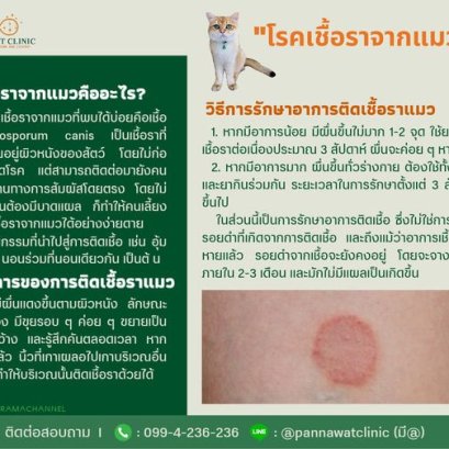 "โรคเชื้อราจากแมว"