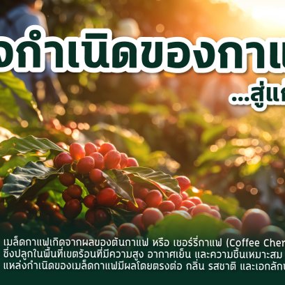 จากแหล่งกำเนิดกาแฟ สู่แก้วของคุณ...