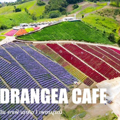 Hydrangea Cafe Khao Kho - จิบกาแฟ ดื่มด่ำบรรยากาศทุ่งดอกไม้ แบบ 360 องศา