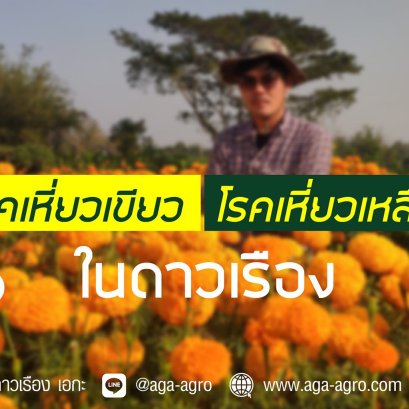 โรคเหี่ยวเขียว และ เหี่ยวเหลือง ในดาวเรือง