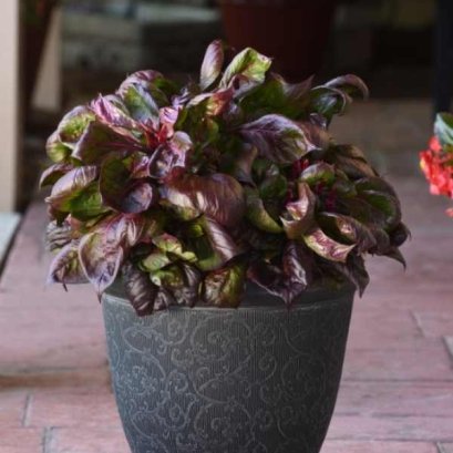 หงอนไก่ ใบประดับ โซล 100 เมล็ด