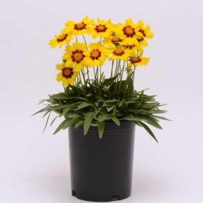 โครีออพซิส 100 เมล็ด