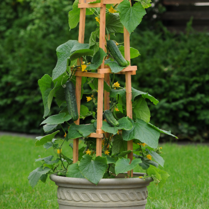 แตงกวา พาทีโอ สแน็คเกอร์ 50 เมล็ด