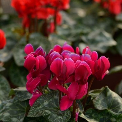 ไซคลาเมน ดรีมสเคป 100 เมล็ด