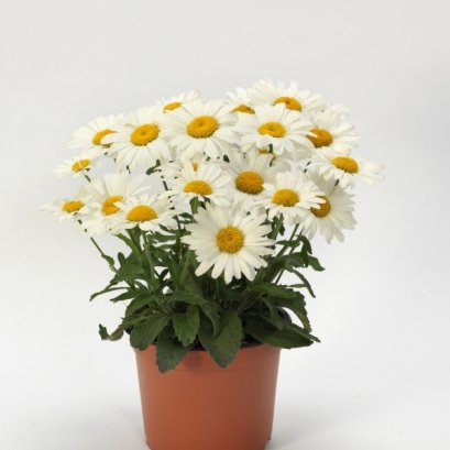 ลูแคนธีมั่ม ไวท์ ไลออน 100 เมล็ด