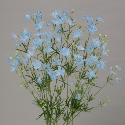 เดลฟิเนียม มอร์โฟ 100 เมล็ด