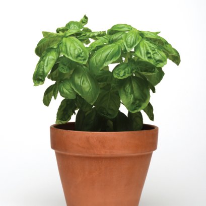 เบซิล สมุนไพรฝรั่ง 100 เมล็ด