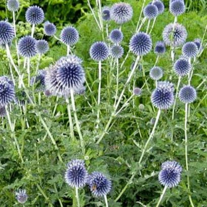 เอคไคนอพซ์ 100 เมล็ด