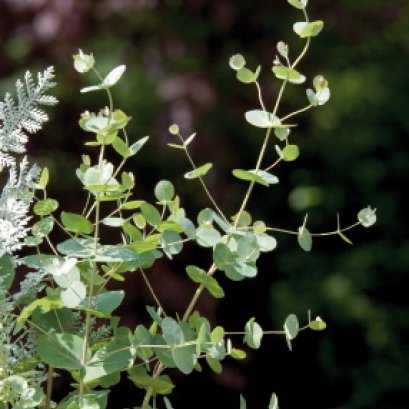 ยูคาลิปตัส กันนี่ ซิวเวอร์ดรอป 100 เมล็ด