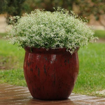 ยูโฟเบีย กลิตซ์ 50 เมล็ด