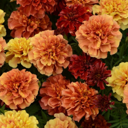French Marigold - Strawberry Blonde 100 Seeds