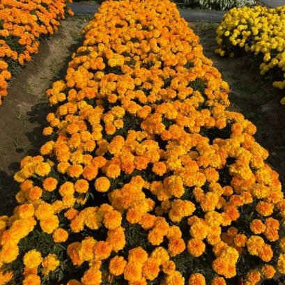 Interspeific Marigold - Endurance 100 Seeds