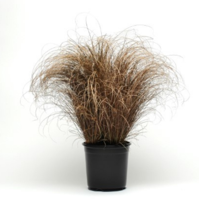 หญ้าประดับ แคเร็กซ์ 100 เมล็ด