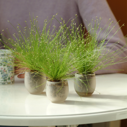 หญ้าประดับ ไอโซเลปิส ลีฟ ไวเออร์  100 เมล็ด