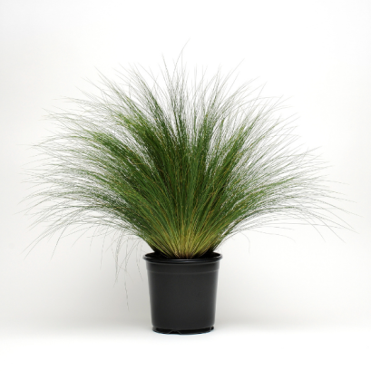 หญ้าประดับ สติป้า  โพนี่เทลส์ 100 เมล็ด