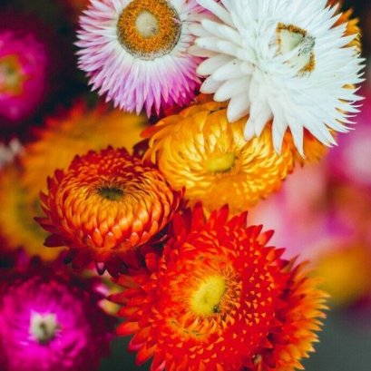 เฮลิคริซั่ม สวิส ไจแอนท์ 100 เมล็ด