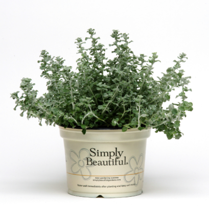 เฮลิคริซัม ซิลเวอร์ มิสท์ 100 เมล็ด