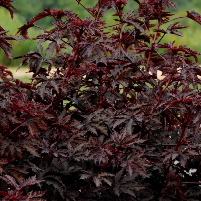 ไฮบิสคัส มาฮอกกานี่ สเปลนเดอร์ 100 เมล็ด