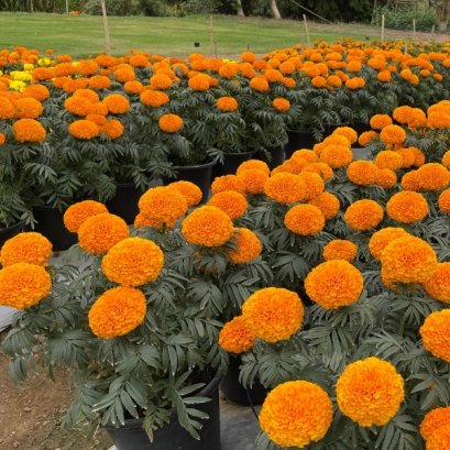 Marigold  - SunNova 100 Seeds