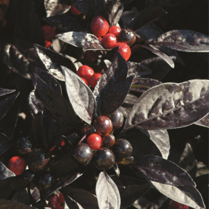 พริกประดับ Ornamental 100 เมล็ด