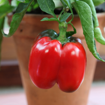 พริกหวาน 100 เมล็ด