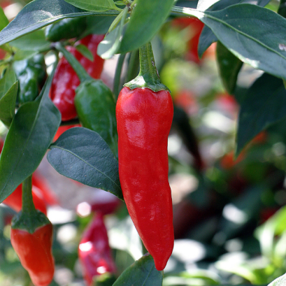 พริก รสชาติเผ็ด หลากหลายพันธุ์ 50 เมล็ด