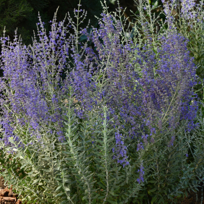 เพอรอฟสเกีย บลู สตีล 50 เมล็ด