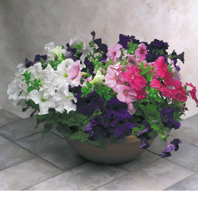 พิทูเนีย อีเกิล 100 เมล็ด