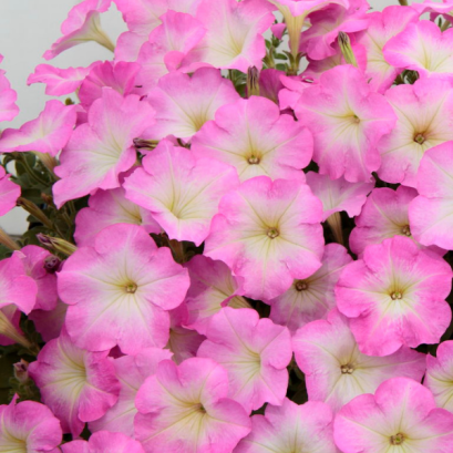 พิทูเนีย เฟนิส 100 เมล็ด