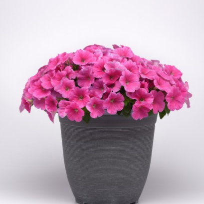 พิทูเนีย เลื้อย อีทรี 100 เมล็ด