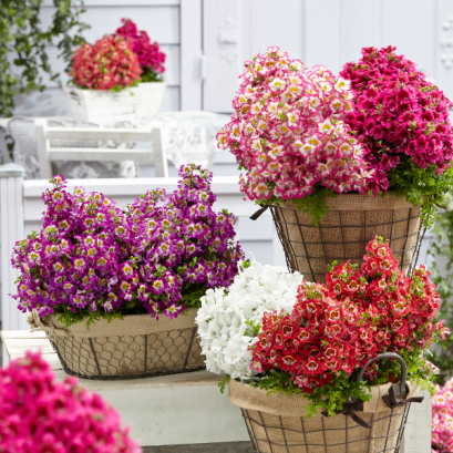 ชิแซนทัส แอทแลนดิส 50 เมล็ด