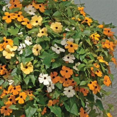 ทันเบอร์เจีย ซูซี่ 100 เมล็ด