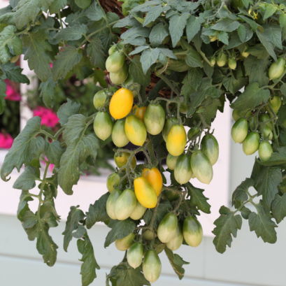 มะเขือเทศกระถาง แพร์ดรอปส์ 100 เมล็ด