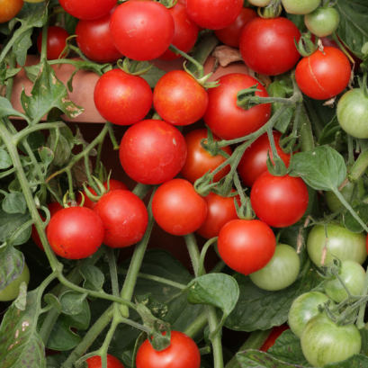 มะเขือเทศกระถาง เรด โปรฟิวชั่น 100 เมล็ด