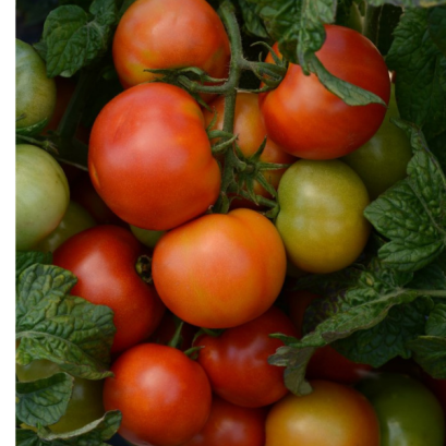 มะเขือเทศกระถาง ลิตเติ้ล ซิซิลี 50 เมล็ด