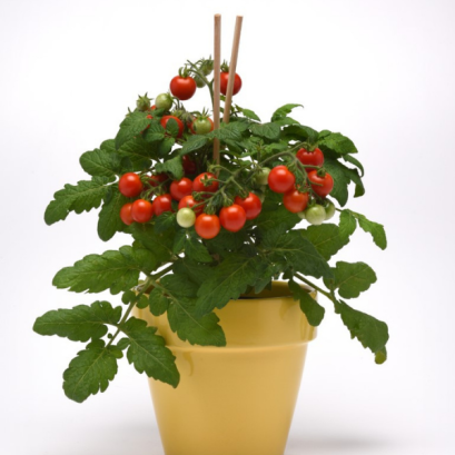 มะเขือเทศกระถาง สยาม 50 เมล็ด