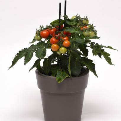 มะเขือเทศกระถาง เรด เวลเวต 50 เมล็ด