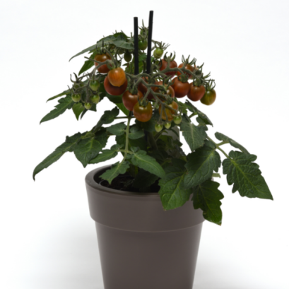 มะเขือเทศกระถาง โกโก้ 50 เม็ด