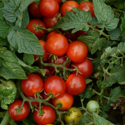 มะเขือเทศกระถาง ลิตเติ้ล บิง 50 บาท