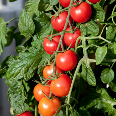 มะเขือเทศกระถาง พิงค์ ชาร์มเมอร์ 100 เมล็ด