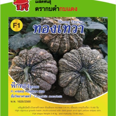 ฟักทอง ทองเทวา ซ.2 g.