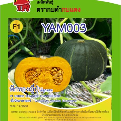 ฟักทองญี่ปุ่น YAM 003 ซ.1 g.