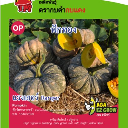 ฟักทอง แรงเยอร์ ซ.3 g.