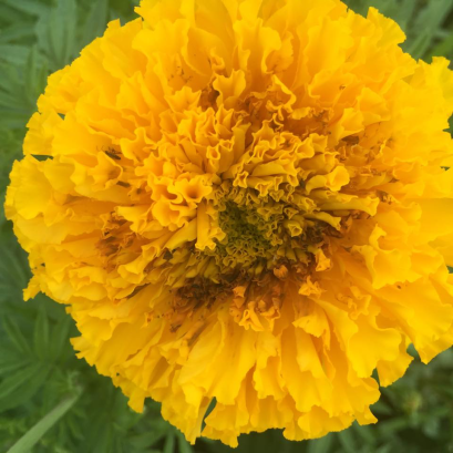 โรคที่สำคัญของดาวเรือง และ แมลงศัตรูสำคัญของดาวเรือง