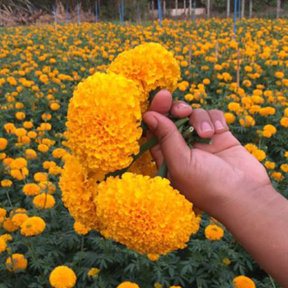 คู่มือการปลูกดาวเรืองไม้กระถาง