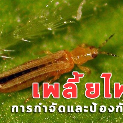 ความรู้คู่ชาวสวนดาวเรือง : เพลี้ยไฟ ศัตรูตัวร้าย ในหน้าแล้ง