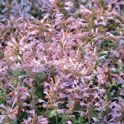 Agastache Sunset